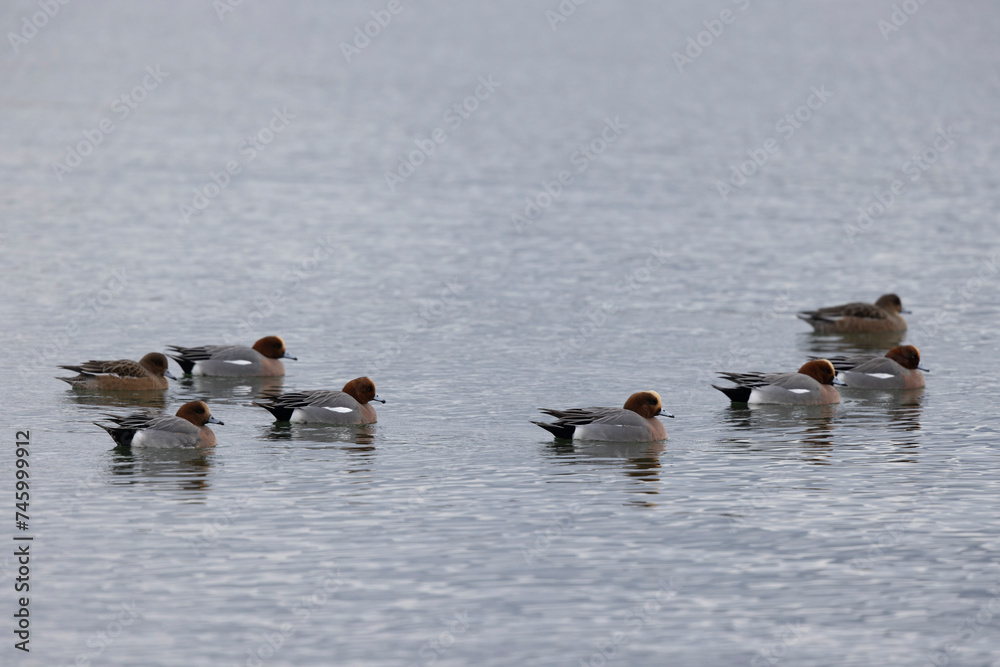Mareca Anas Penelope Eurasian wigeon, a winter guest on the Rhine in Alsace, Eastern France Mareca Anas Penelope Eurasian wigeon, a winter guest on the Rhine in Alsace, Eastern France
