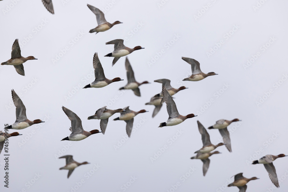 Mareca Anas Penelope Eurasian wigeon, a winter guest on the Rhine in Alsace, Eastern France Mareca Anas Penelope Eurasian wigeon, a winter guest on the Rhine in Alsace, Eastern France