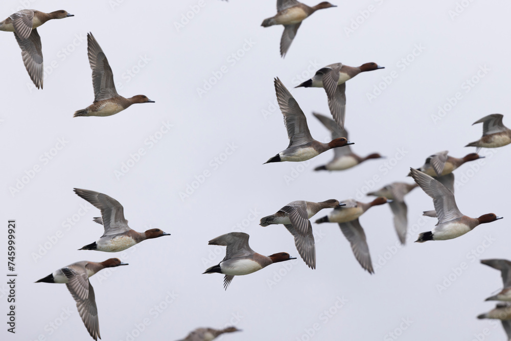 Obraz premium Mareca Anas Penelope Eurasian wigeon, a winter guest on the Rhine in Alsace, Eastern France