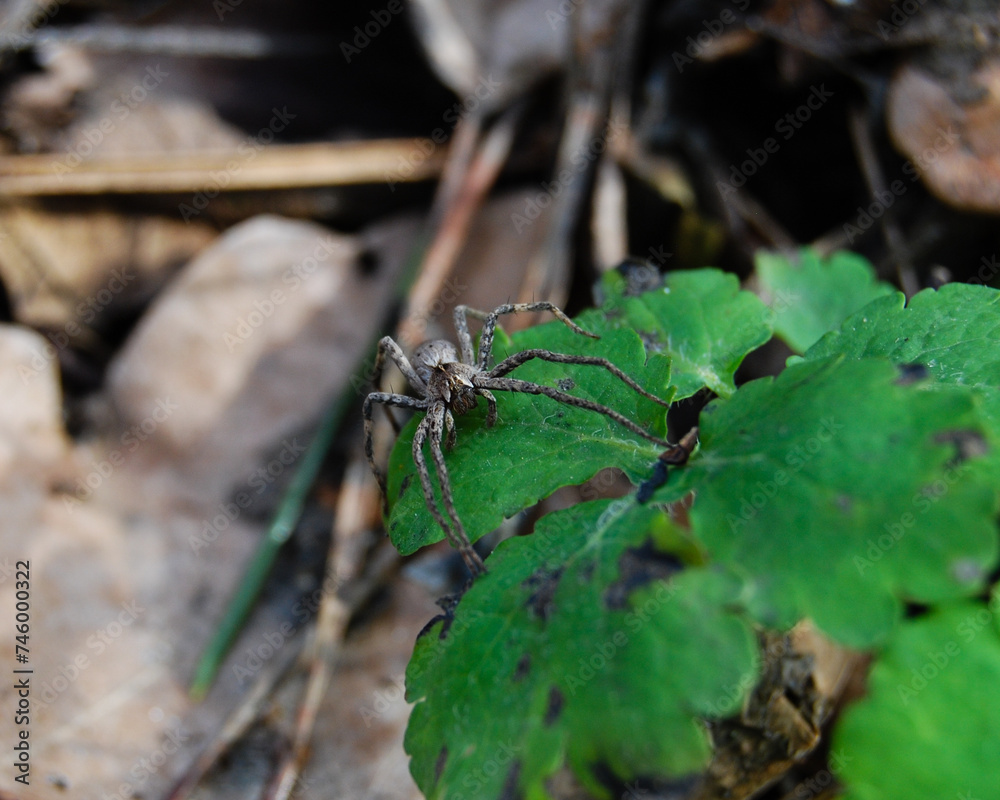 spider on a celandine leaf in the forest spider on a celandine leaf in the forest