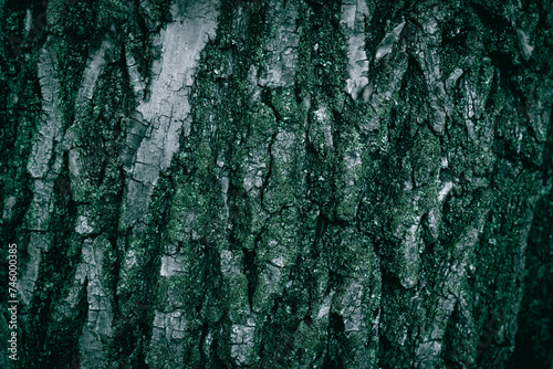 A close up of an old tree bark texture with lichen