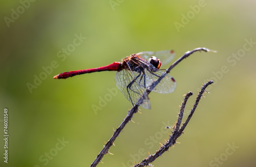 A resting red dragonfly Sympetrum vulgatum photo