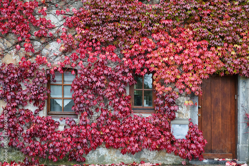 Autumn, wild vine (Parthenocissus tricuspidata) on house wall