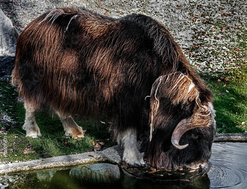Musk-ox at watering pool. Latin name - Ovibos moschatus