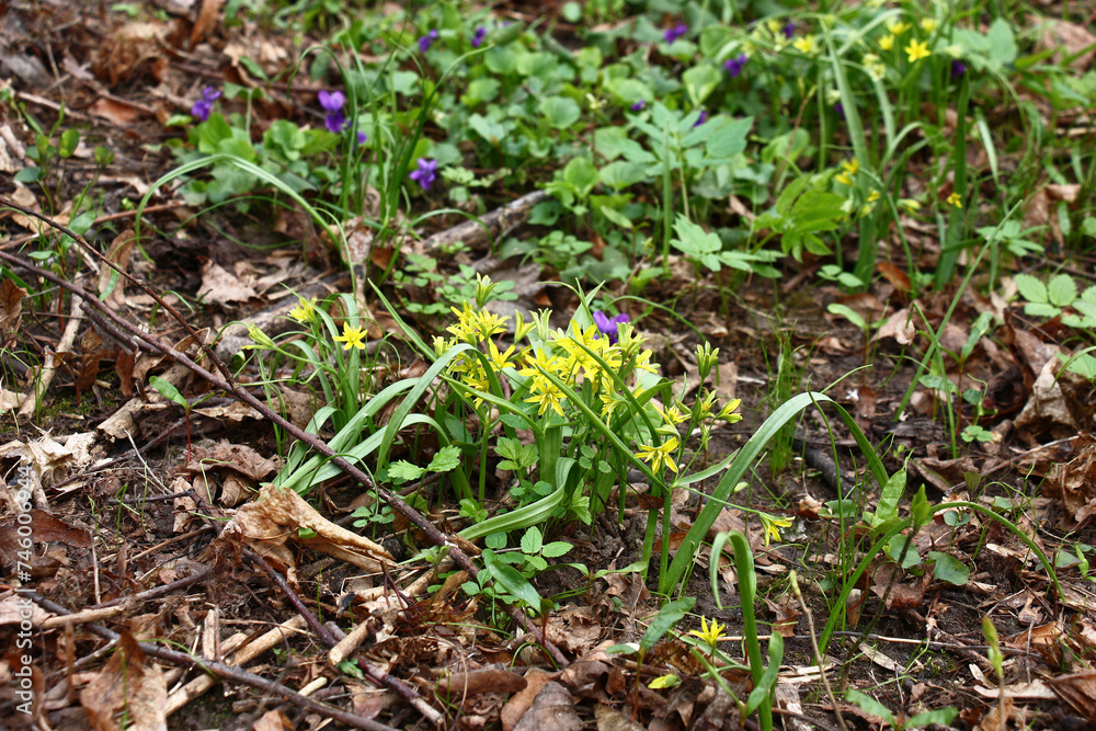 Spring cloudy morning. A glade fragment in the park with the gagea blossoming in small yellow flowers. Spring cloudy morning. A glade fragment in the park with the gagea blossoming in small yellow flowers.