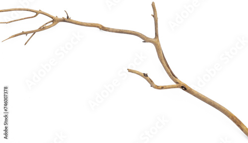 dry trunk with dry branches isolated on white background