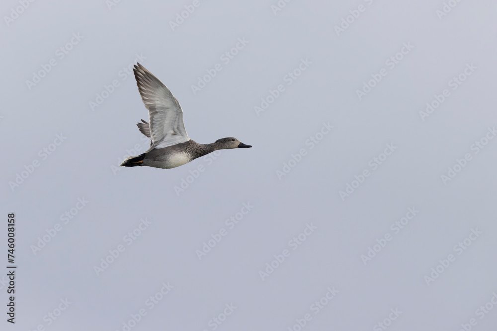 Gadwall Mareca Anas strepera swimming on a lake Gadwall Mareca Anas strepera swimming on a lake