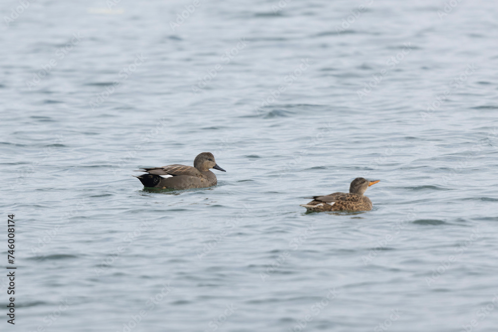 Gadwall Mareca Anas strepera swimming on a lake Gadwall Mareca Anas strepera swimming on a lake