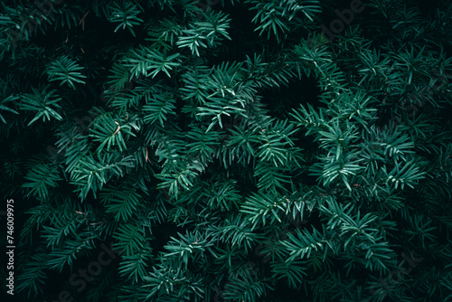 A close up of dark green Yew tree branches texture pattern