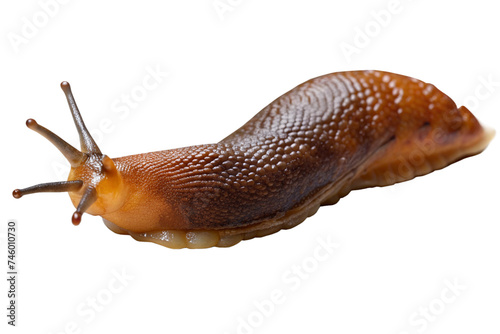 slug isolated on a transparent background photo