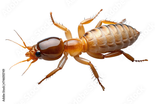 termite isolated on a transparent background photo