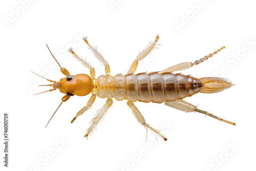thrips isolated on a transparent background