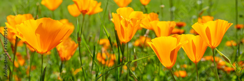 Orange California poppies bloom in spring, panoramic web banner photo
