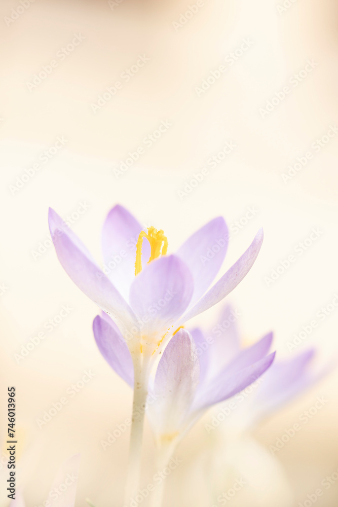 close-up of crocus flowers in early spring close-up of crocus flowers in early spring