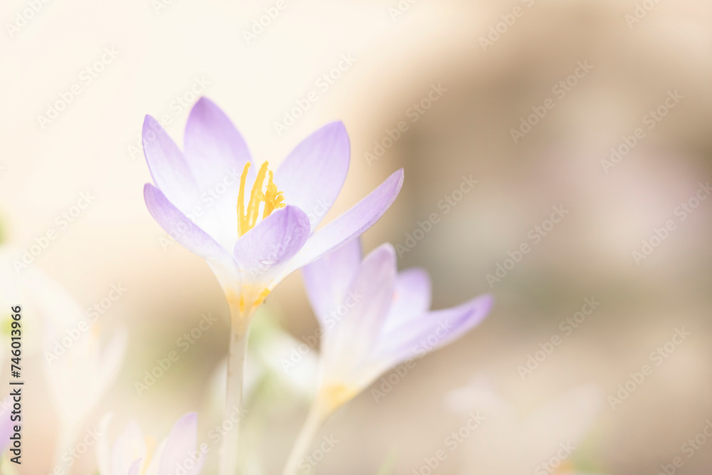 close-up of crocus flowers in early spring