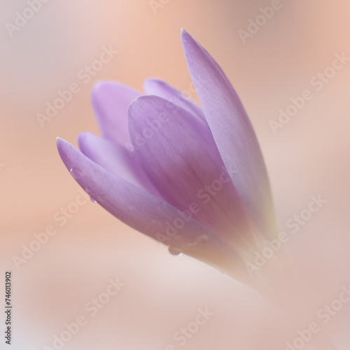 close-up of crocus flowers in early spring