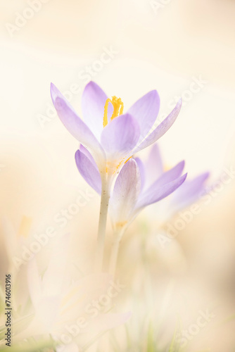 close-up of crocus flowers in early spring