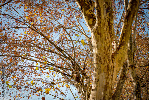 The intertwined branches of the tree resemble a golden tapestry, woven with the last rays of the autumn sun.