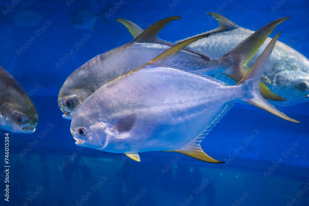 Fototapeta premium Underwater world, sea corals, sea fish, blue