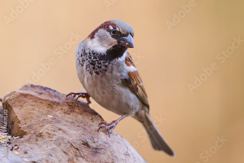 Close-up of a House Sparrow on a Rock photo