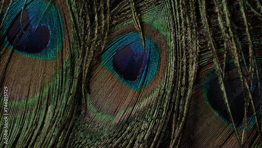 Fototapeta premium Close up detailed shots of various assorted bird feathers