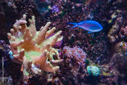 Underwater world, sea corals, sea fish, blue