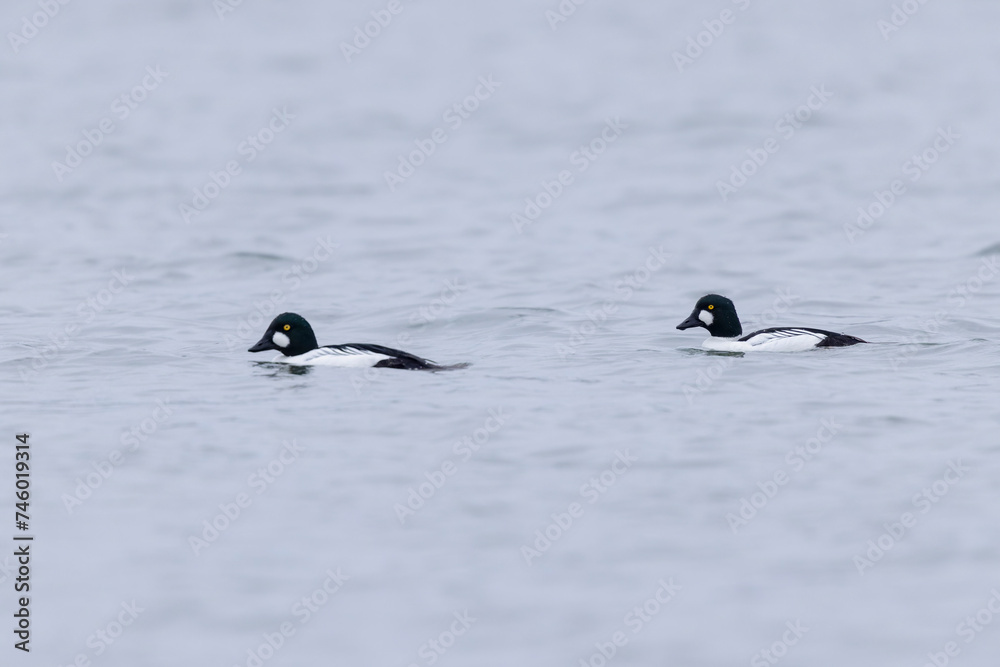 Common Goldeneye Bucephala clangula swimming on the Rhine during wintertime Common Goldeneye Bucephala clangula swimming on the Rhine during wintertime