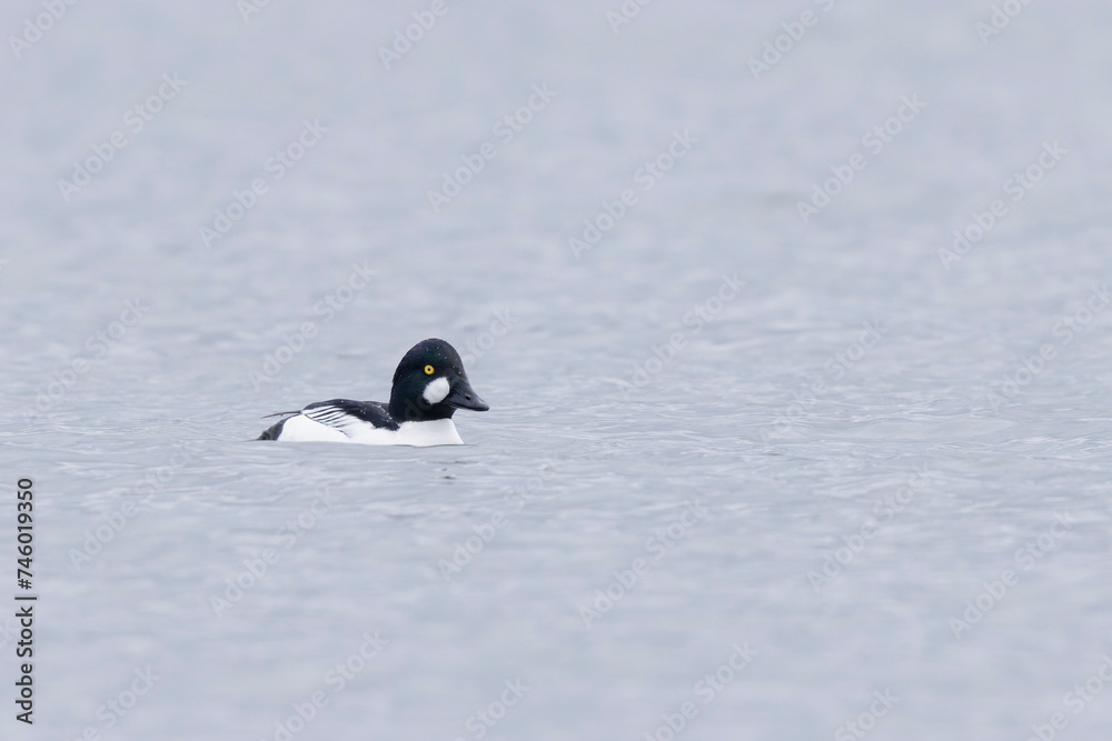 Fototapeta premium Common Goldeneye Bucephala clangula swimming on the Rhine during wintertime