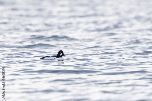 Common Goldeneye Bucephala clangula swimming on the Rhine during wintertime