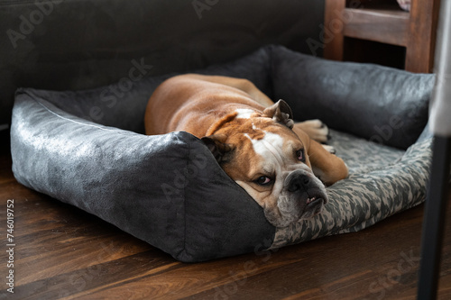 Englische Bulldogge in seinem Bett