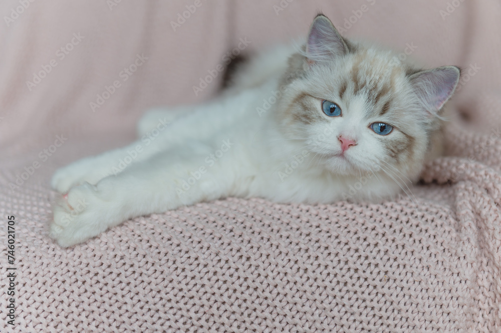 Mały kot rasy Ragdoll, Mały kotek, Biały kot z niebieskimi oczami, Słodki kotek, Młody piękny kot siedzący na kanapie. - obrazy, fototapety, plakaty 