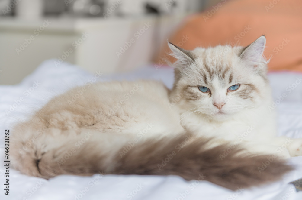 Mały kot rasy Ragdoll, Mały kotek, Biały kot z niebieskimi oczami, Słodki kotek, Młody piękny kot siedzący na kanapie. - obrazy, fototapety, plakaty 