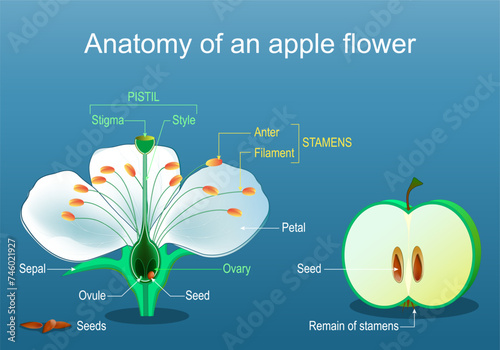 Anatomy of apple flower. Structure and Parts of Flower and fruit.