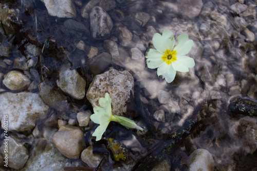 Primula vulgaris or primrose flowrs on water surface top view photo