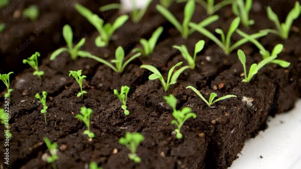 Soil blocking is a seed starting technique that relies on planting seeds in cubes of soil rather than cell trays or pots. Soil blocking is an ecofriendly seed starting method. Soil blocking is a seed starting technique that relies on planting seeds in cubes of soil rather than cell trays or pots. Soil blocking is an ecofriendly seed starting method.