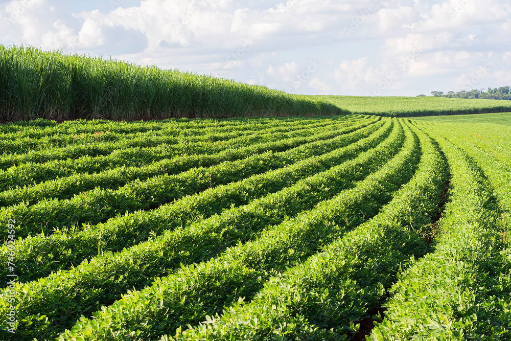 Brazilian soy plantation on sunny day Brazilian soy plantation on sunny day