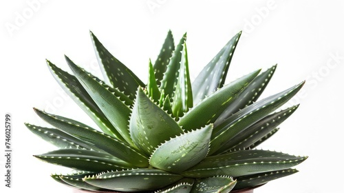 Our captivating image features an isolated aloe vera plant on a white background, symbolizing the purity and healing properties of this medicinal succulent. Perfect for promoting health and skincare