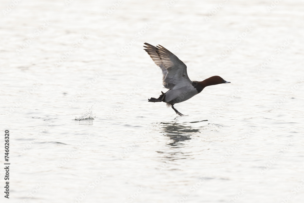 Common pochard Aythya ferina swimming on the Rhine during wintertime Common pochard Aythya ferina swimming on the Rhine during wintertime