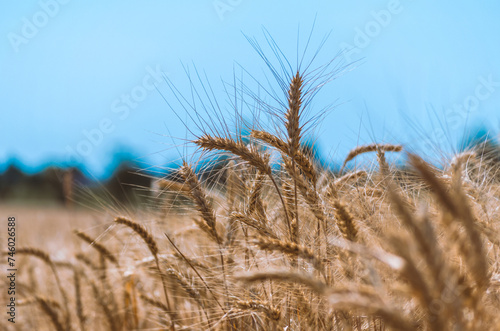 spikelets of wheat on a field on a farm against the backdrop of a clear blue sky photo