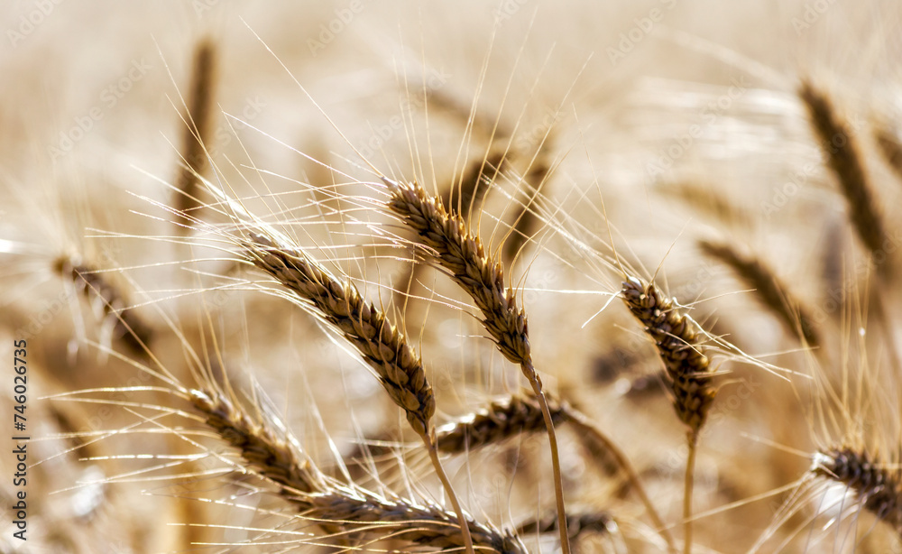 spikelets of wheat on the field close up spikelets of wheat on the field close up