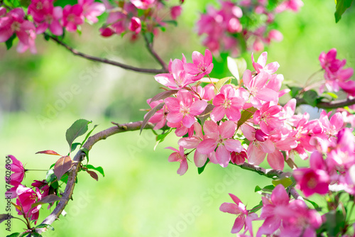Apple tree blossom, flowers with elegant petals blooming in spring fabulous green garden, mysterious fairy tale springtime floral sunny background plant bloom, beautiful nature landscape.