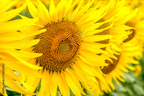 background yellow sunflowers on a field close up