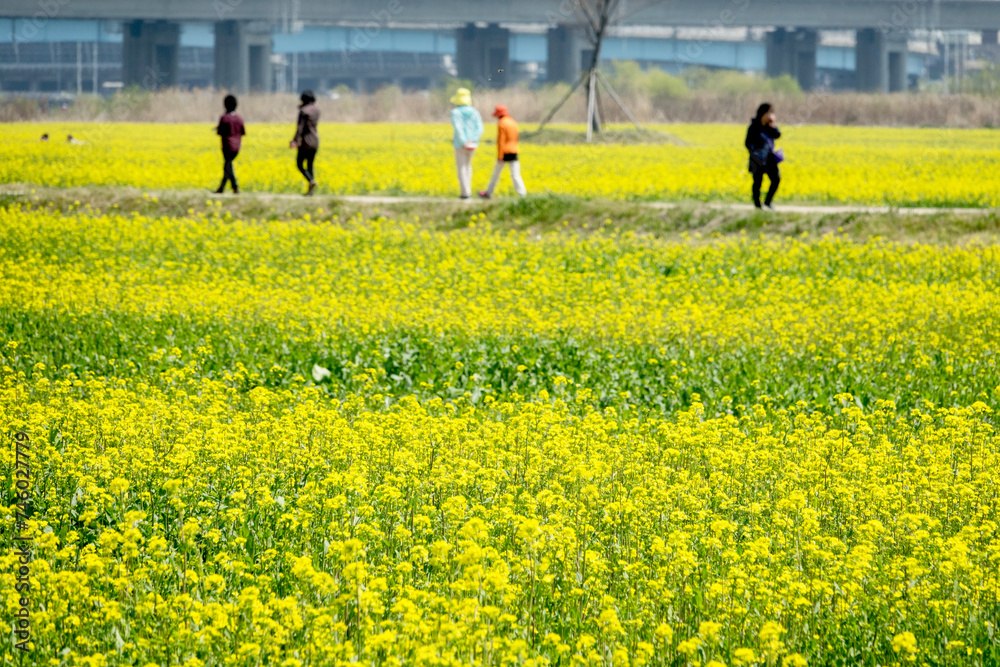 Field of the canola flowers in Busan