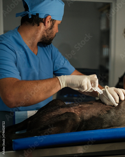 Veterinary doctor performing a liver biopsy guided by the ultrasound. Concept: medicine, hospital
