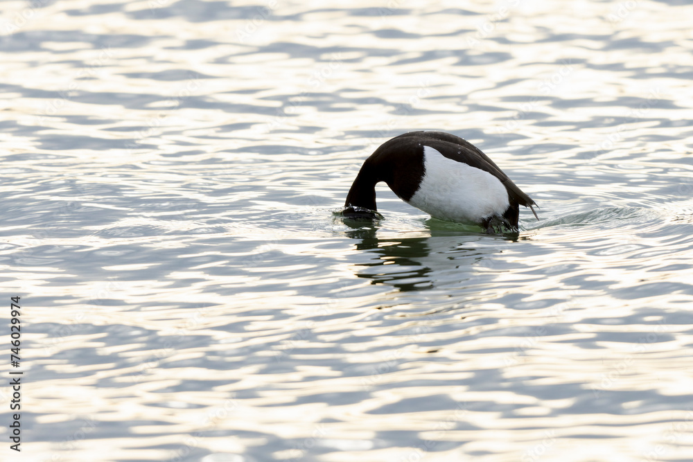 Tufted Duck Aythya fuligula swimming on or flying over the Rhine, Alsace, Eastern France Tufted Duck Aythya fuligula swimming on or flying over the Rhine, Alsace, Eastern France