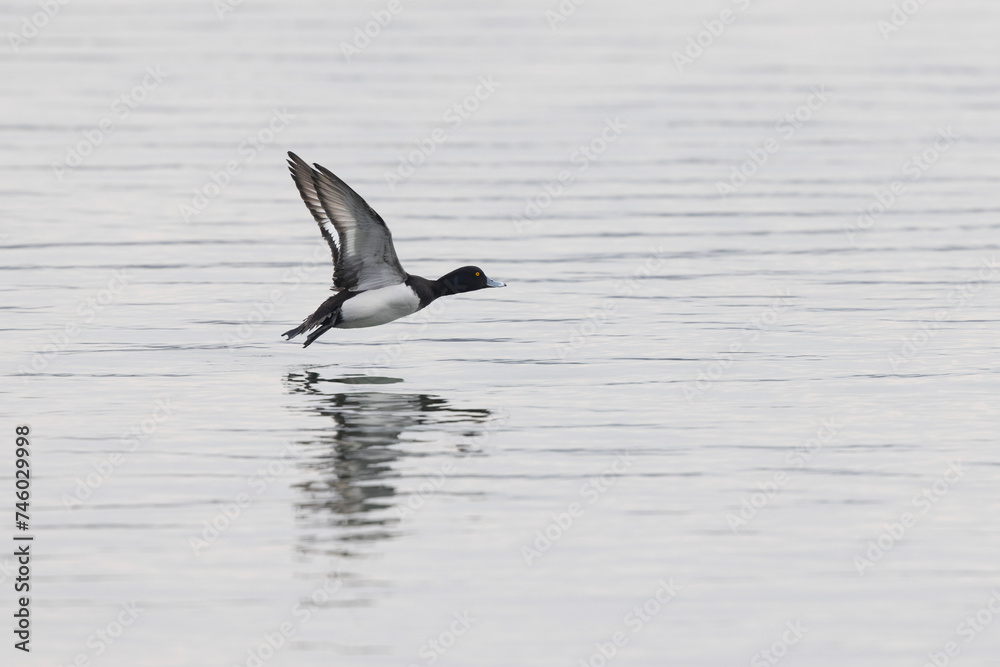 Tufted Duck Aythya fuligula swimming on or flying over the Rhine, Alsace, Eastern France Tufted Duck Aythya fuligula swimming on or flying over the Rhine, Alsace, Eastern France