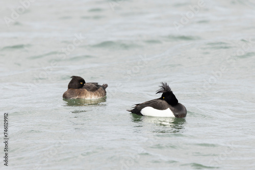 Tufted Duck Aythya fuligula swimming on or flying over the Rhine, Alsace, Eastern France