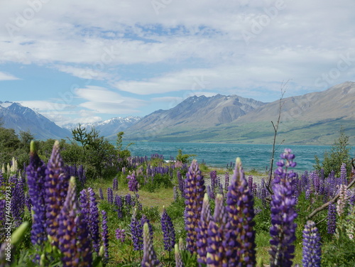 Landscape picture of Lake Ohau in New Zealand with blooming lupines in spring