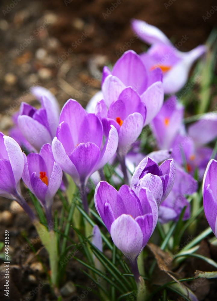 Purple Crocus flowers in a garden Purple Crocus flowers in a garden