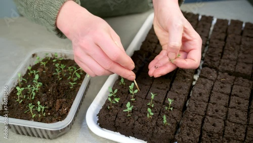 Transplanting young eucalyptus seedlings into soil blocks. Soil blocking is a growing technique that relies on planting in cubes of soil rather than cell trays or pots. photo